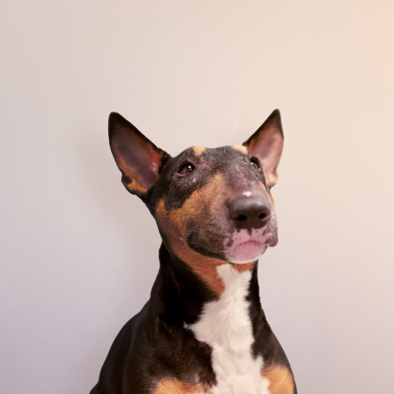 Maggie Portrett av miniatyr bullterrier (hund) med brune øyne og sort, hvit og brun pels